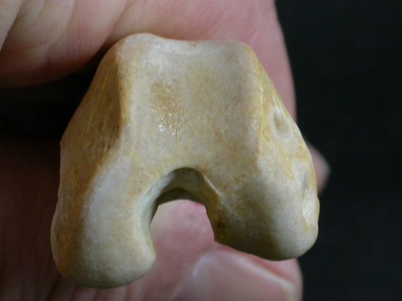 Fémur : parte distal (5876 visitas) Gulo gulo - Macho - Adulto - Elemento izquierdoColección : Departamento d'Osteología del Museo Na... Fémur : parte distal