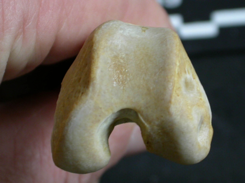 Femur: distal part (6190 visits) Gulo gulo - Male - Adult - Left elementCollection: Department d'Osteology of National Museum of Ken... Femur: distal part