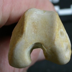 Fémur : parte distal (5986 visitas) Gulo gulo - Macho - Adulto - Elemento izquierdoColección : Departamento d'Osteología del Museo Na... Fémur : parte distal