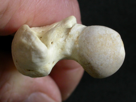 Femur: proximale part