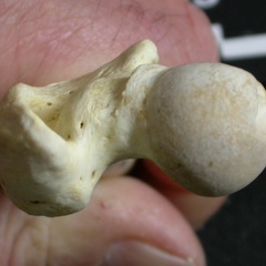 Fémur : parte proximal (5687 visitas) Gulo gulo - Macho - Adulto - Elemento izquierdoColección : Departamento d'Osteología del Museo Na... Fémur : parte proximal