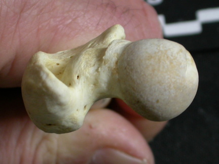 Fémur : partie proximale