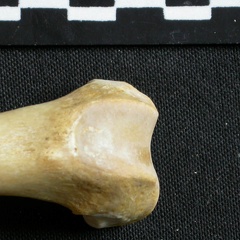 Fémur : partie distale (6021 visites) Gulo gulo - Mâle - Adulte - Élément gaucheCollection : Département d'Ostéologie du Musée Natio... Fémur : partie distale