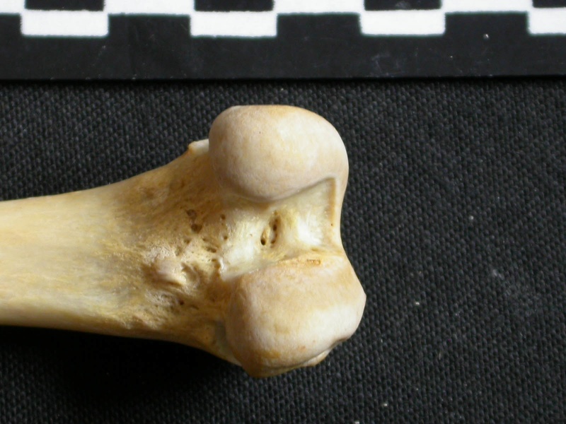 Femur: distal part (6161 visits) Gulo gulo - Male - Adult - Left elementCollection: Department d'Osteology of National Museum of Ken... Femur: distal part