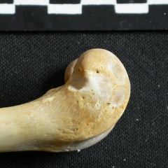 Fémur : parte distal (6014 visitas) Gulo gulo - Macho - Adulto - Elemento izquierdoColección : Departamento d'Osteología del Museo Na... Fémur : parte distal