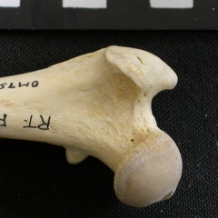 Fémur : parte proximal (6440 visitas) Gulo gulo - Macho - Adulto - Elemento derechoColección : Departamento d'Osteología del Museo Naci... Fémur : parte proximal