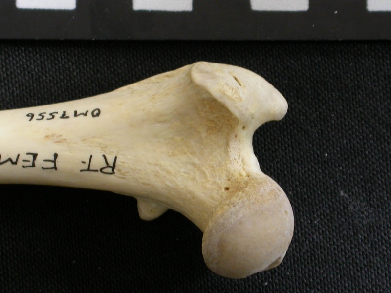Fémur : parte proximal (6452 visitas) Gulo gulo - Macho - Adulto - Elemento derechoColección : Departamento d'Osteología del Museo Naci... Fémur : parte proximal