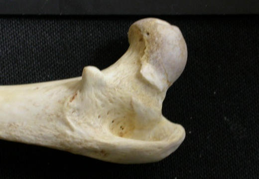 Femur: proximale part