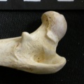 Femur: proximale part
