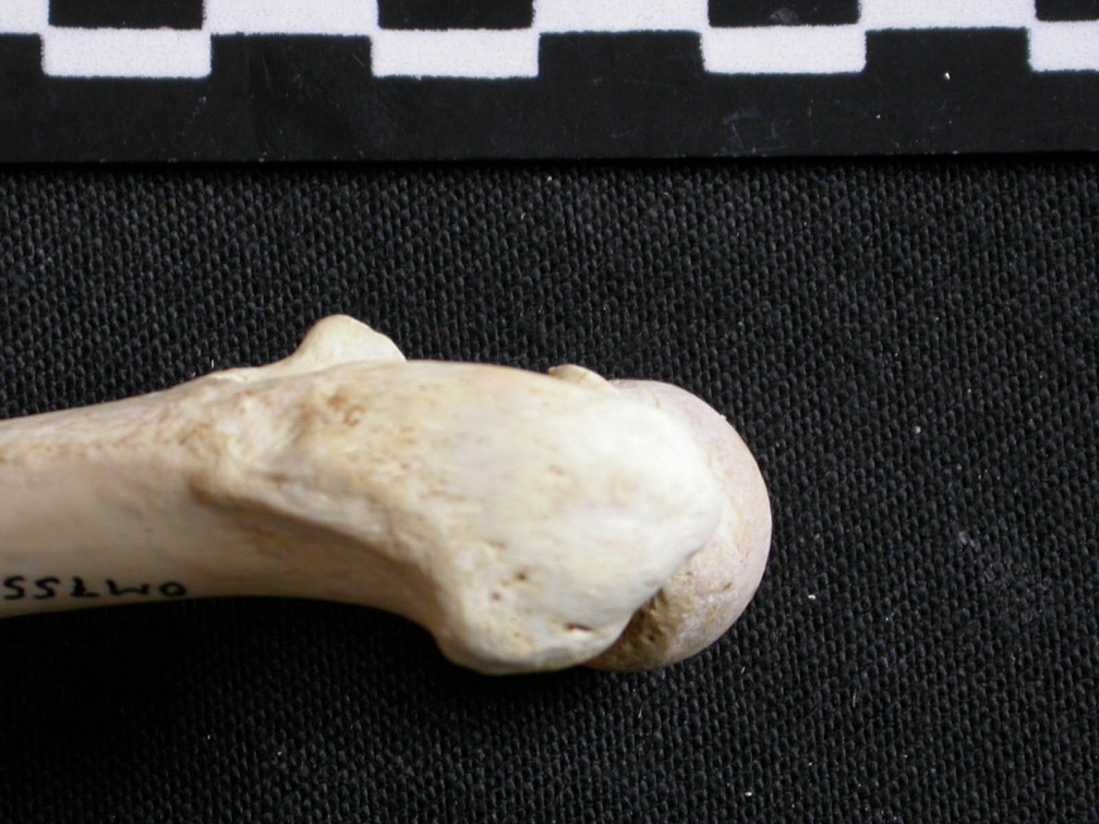 Femur: proximale part (6895 visits) Gulo gulo - Male - Adult - Right elementCollection: Department d'Osteology of National Museum of Ke... Femur: proximale part