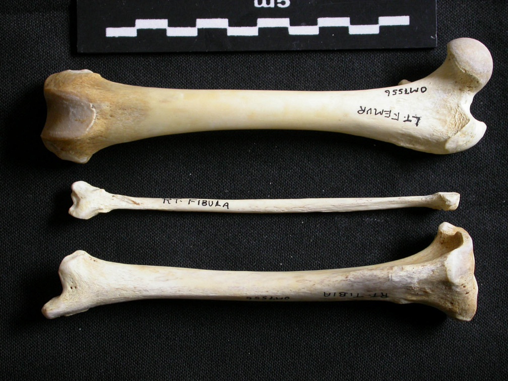 Fémur, tibia et fibula (11803 visites) Gulo gulo - Mâle - Adulte - Éléments gauchesCollection : Département d'Ostéologie du Musée Nat... Fémur, tibia et fibula