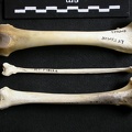 Fémur, tibia et fibula (11534 visites) Gulo gulo - Mâle - Adulte - Éléments gauchesCollection : Département d'Ostéologie du Musée Nat... Fémur, tibia et fibula