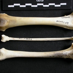 Fémur, tibia et fibula (11544 visites) Gulo gulo - Mâle - Adulte - Éléments gauchesCollection : Département d'Ostéologie du Musée Nat... Fémur, tibia et fibula