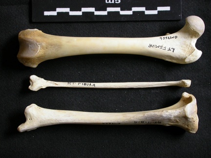 Fémur, tibia et fibula (11581 visites) Gulo gulo - Mâle - Adulte - Éléments gauchesCollection : Département d'Ostéologie du Musée Nat... Fémur, tibia et fibula