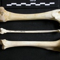 Fémur, tibia et fibula (11585 visites) Gulo gulo - Mâle - Adulte - Éléments gauchesCollection : Département d'Ostéologie du Musée Nat... Fémur, tibia et fibula