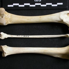 Fémur, tibia et fibula (11597 visites) Gulo gulo - Mâle - Adulte - Éléments gauchesCollection : Département d'Ostéologie du Musée Nat... Fémur, tibia et fibula