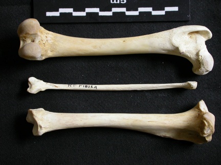 Fémur, tibia et fibula (11630 visites) Gulo gulo - Mâle - Adulte - Éléments gauchesCollection : Département d'Ostéologie du Musée Nat... Fémur, tibia et fibula