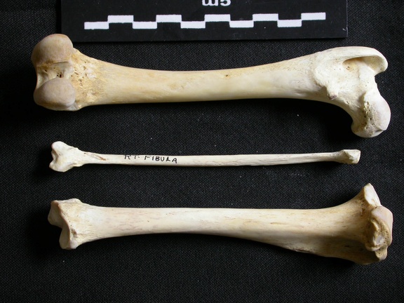 Fémur, tibia et fibula (11607 visites) Gulo gulo - Mâle - Adulte - Éléments gauchesCollection : Département d'Ostéologie du Musée Nat... Fémur, tibia et fibula