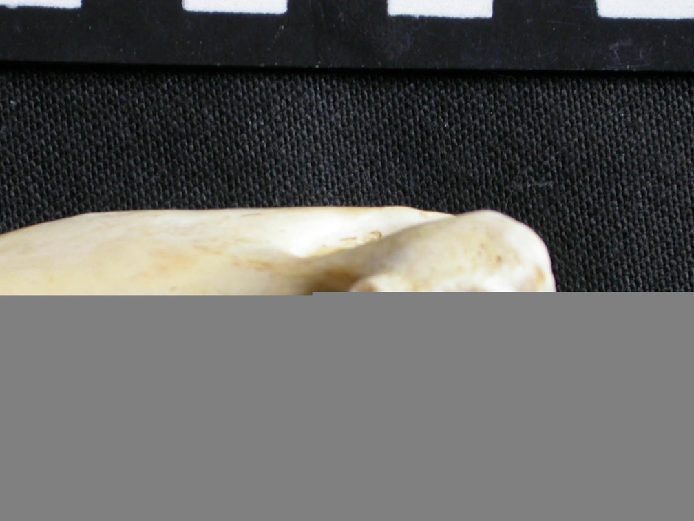 Húmero : parte distal (6866 visitas) Gulo gulo - Macho - Adulto - Elemento derechoColección : Departamento d'Osteología del Museo Naci... Húmero : parte distal