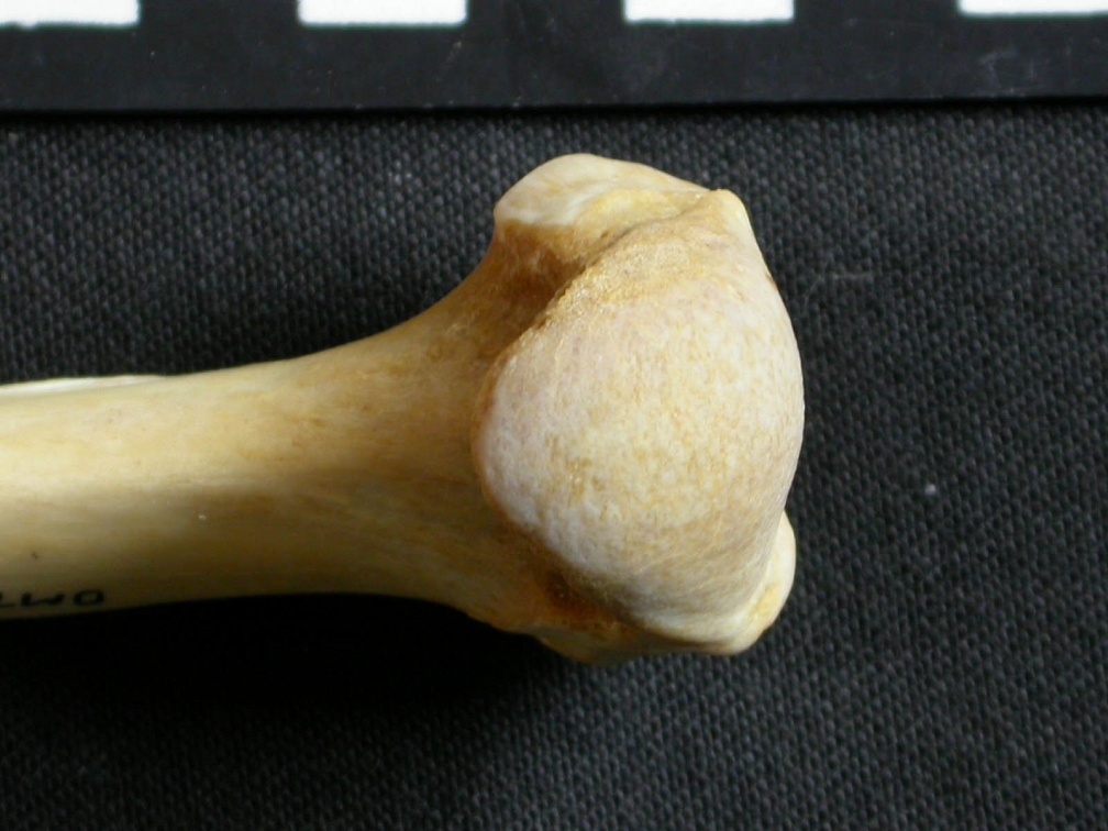 Húmero : parte proximal (6438 visitas) Gulo gulo - Macho - Adulto - Elemento derechoColección : Departamento d'Osteología del Museo Naci... Húmero : parte proximal