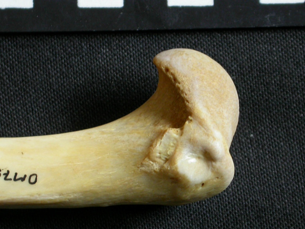 Húmero : parte proximal (6518 visitas) Gulo gulo - Macho - Adulto - Elemento derechoColección : Departamento d'Osteología del Museo Naci... Húmero : parte proximal