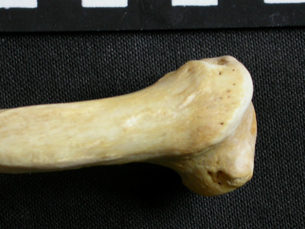 Húmero : parte proximal (6252 visitas) Gulo gulo - Macho - Adulto - Elemento derechoColección : Departamento d'Osteología del Museo Naci... Húmero : parte proximal