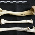 Humérus, radius et ulna (10771 visites) Gulo gulo - Mâle - Adulte - Éléments droitsCollection : Département d'Ostéologie du Musée Nati... Humérus, radius et ulna