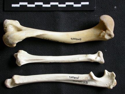 Humérus, radius et ulna (10751 visites) Gulo gulo - Mâle - Adulte - Éléments droitsCollection : Département d'Ostéologie du Musée Nati... Humérus, radius et ulna