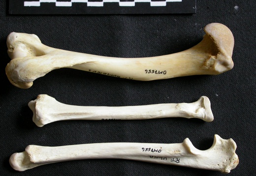 Humerus,radius and ulna