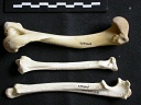 Humerus,radius and ulna