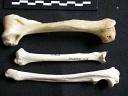 Humerus,radius and ulna