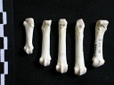 Metacarpals