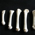 Métacarpiens (7947 visites) Gulo gulo - Mâle - Adulte - Éléments droitsCollection : Département d'Ostéologie du Musée Nati... Métacarpiens