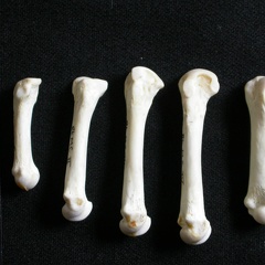 Métacarpiens (7948 visites) Gulo gulo - Mâle - Adulte - Éléments droitsCollection : Département d'Ostéologie du Musée Nati... Métacarpiens
