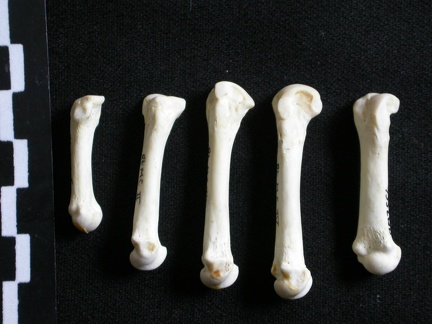 Métacarpiens (7851 visites) Gulo gulo - Mâle - Adulte - Éléments droitsCollection : Département d'Ostéologie du Musée Nati... Métacarpiens