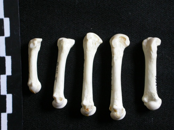 Metacarpals (3786 visits) Gulo gulo - Male - Adult - Right elementsCollection: Department d'Osteology of National Museum of K... Metacarpals