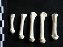 Metacarpals