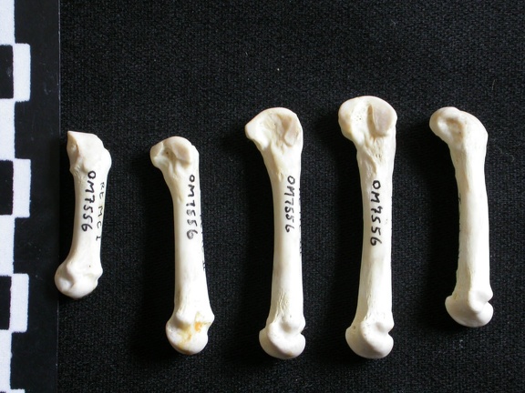 Metacarpals (3844 visits) Gulo gulo - Male - Adult - Right elementsCollection: Department d'Osteology of National Museum of K... Metacarpals