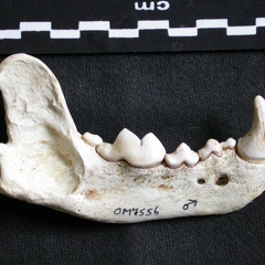 Mandibule (6554 visites) Gulo gulo - Mâle - Adulte - Élément droitCollection : Département d'Ostéologie du Musée Nation... Mandibule