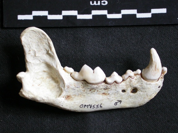 Mandibule (6591 visites) Gulo gulo - Mâle - Adulte - Élément droitCollection : Département d'Ostéologie du Musée Nation... Mandibule