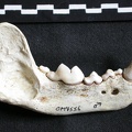Mandible (6911 visits) Gulo gulo - Male - Adult - Right elementCollection: Department d'Osteology of National Museum of Ke... Mandible