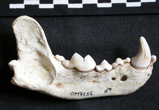 Mandible