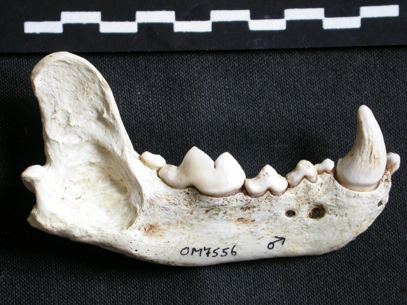 Mandibule (6816 visites) Gulo gulo - Mâle - Adulte - Élément droitCollection : Département d'Ostéologie du Musée Nation... Mandibule