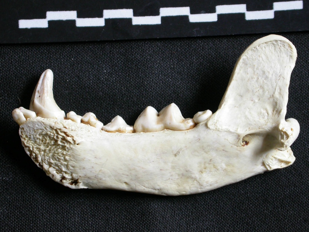 Mandibule (6395 visites) Gulo gulo - Mâle - Adulte - Élément droitCollection : Département d'Ostéologie du Musée Nation... Mandibule