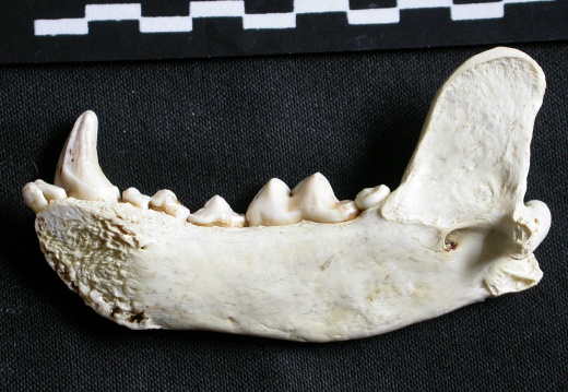 Mandibule