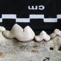 Lower teeth (6495 visits) Gulo gulo - Male - Adult - Right elementCollection: Department d'Osteology of National Museum of Ke... Lower teeth