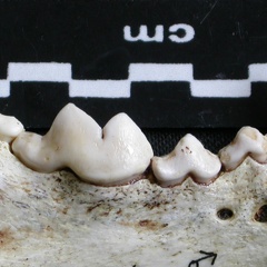 Dentition inférieure (6400 visites) Gulo gulo - Mâle - Adulte - Élément droitCollection : Département d'Ostéologie du Musée Nation... Dentition inférieure