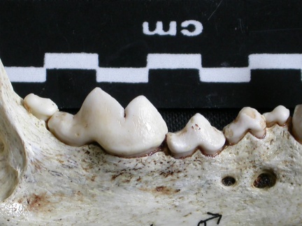 Dentition inférieure (6391 visites) Gulo gulo - Mâle - Adulte - Élément droitCollection : Département d'Ostéologie du Musée Nation... Dentition inférieure
