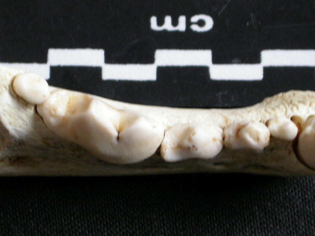 Dentition inférieure (6555 visites) Gulo gulo - Mâle - Adulte - Élément droitCollection : Département d'Ostéologie du Musée Nation... Dentition inférieure