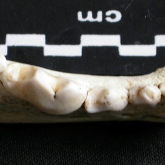 Dentition inférieure (6656 visites) Gulo gulo - Mâle - Adulte - Élément droitCollection : Département d'Ostéologie du Musée Nation... Dentition inférieure